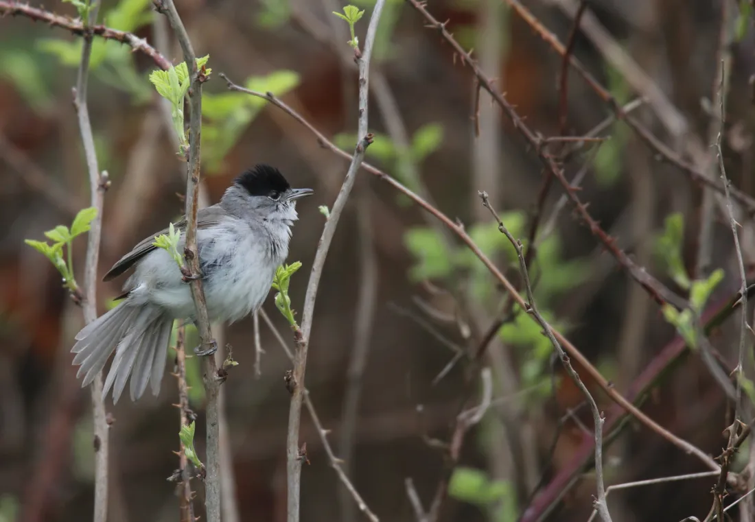 Cette fauvette à tête noire sera heureuse de faire son nid dans une haie