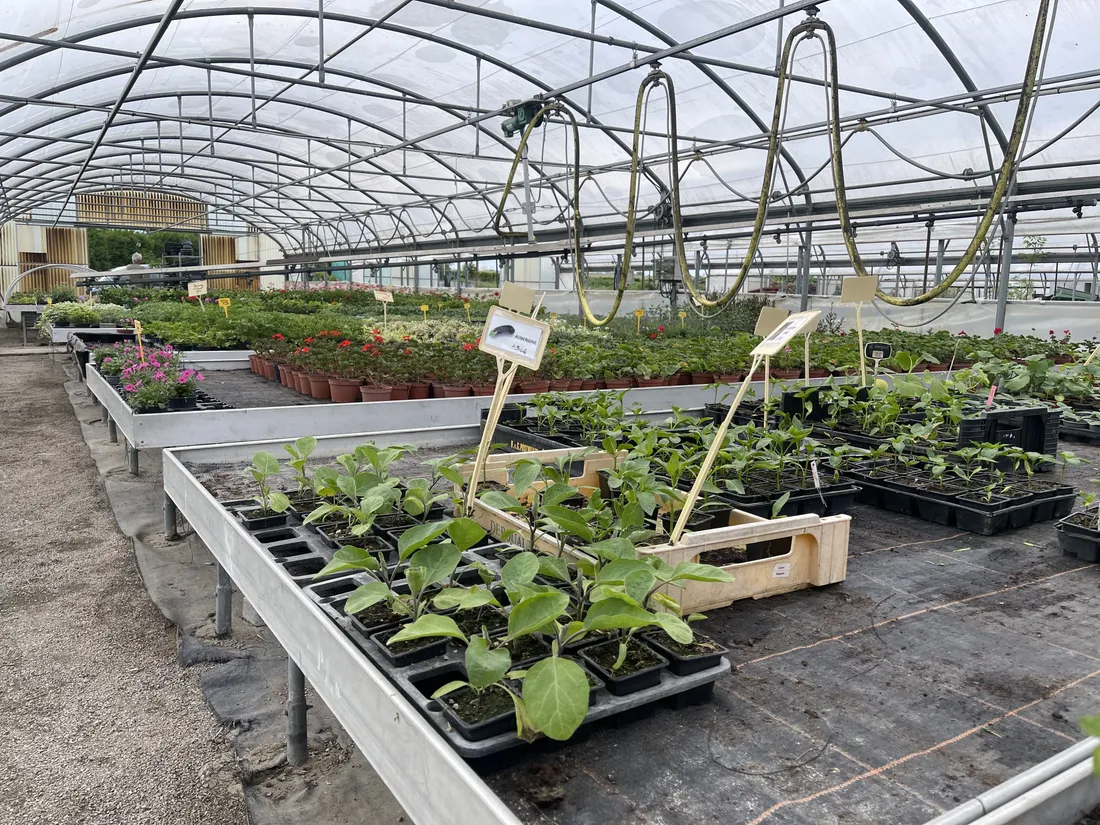 L’ancienne floriculture de Bischheim aménagée en une ferme solidaire