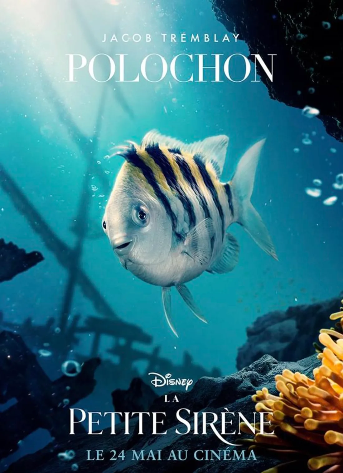 Il a l'air triste Polochon...