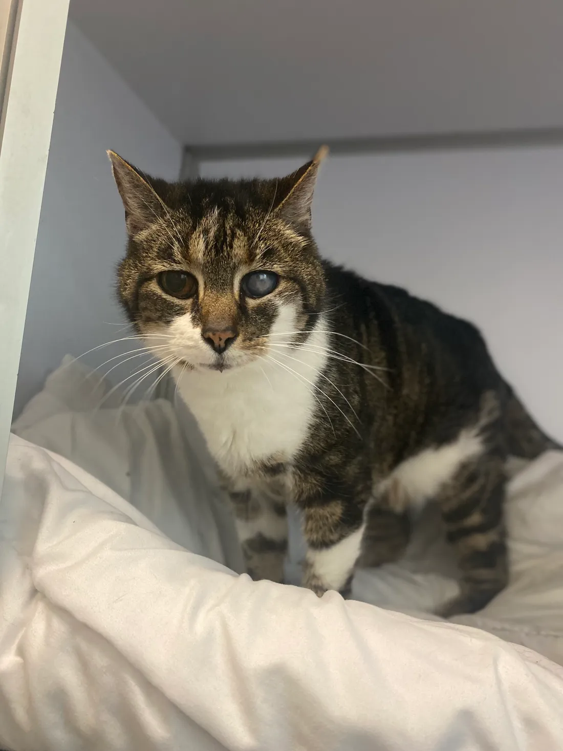 Jocelyne est à la recherche d'un nouveau foyer.