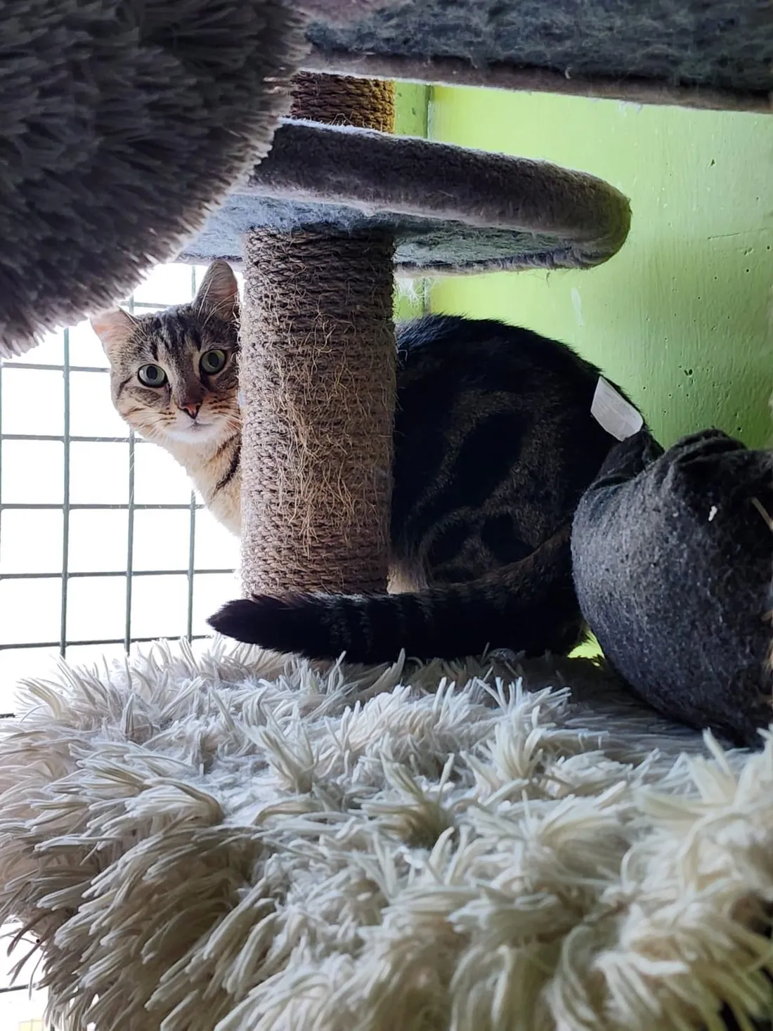 Durant les portes ouvertes du refuge, vous pourrez rencontrer Freya, une chatte de deux ans.