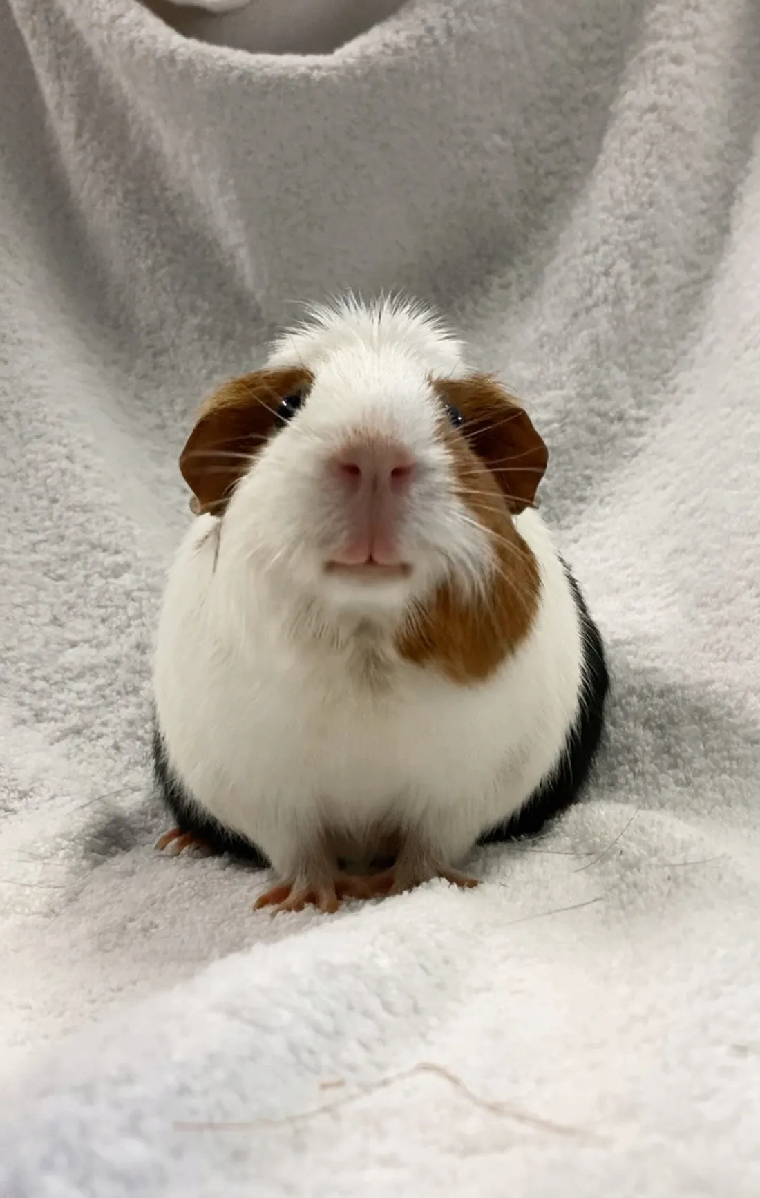 Pimkie recherche une nouvelle famille. 