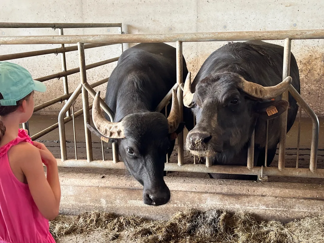 Deux des bufflonnes en train de manger après leur traite