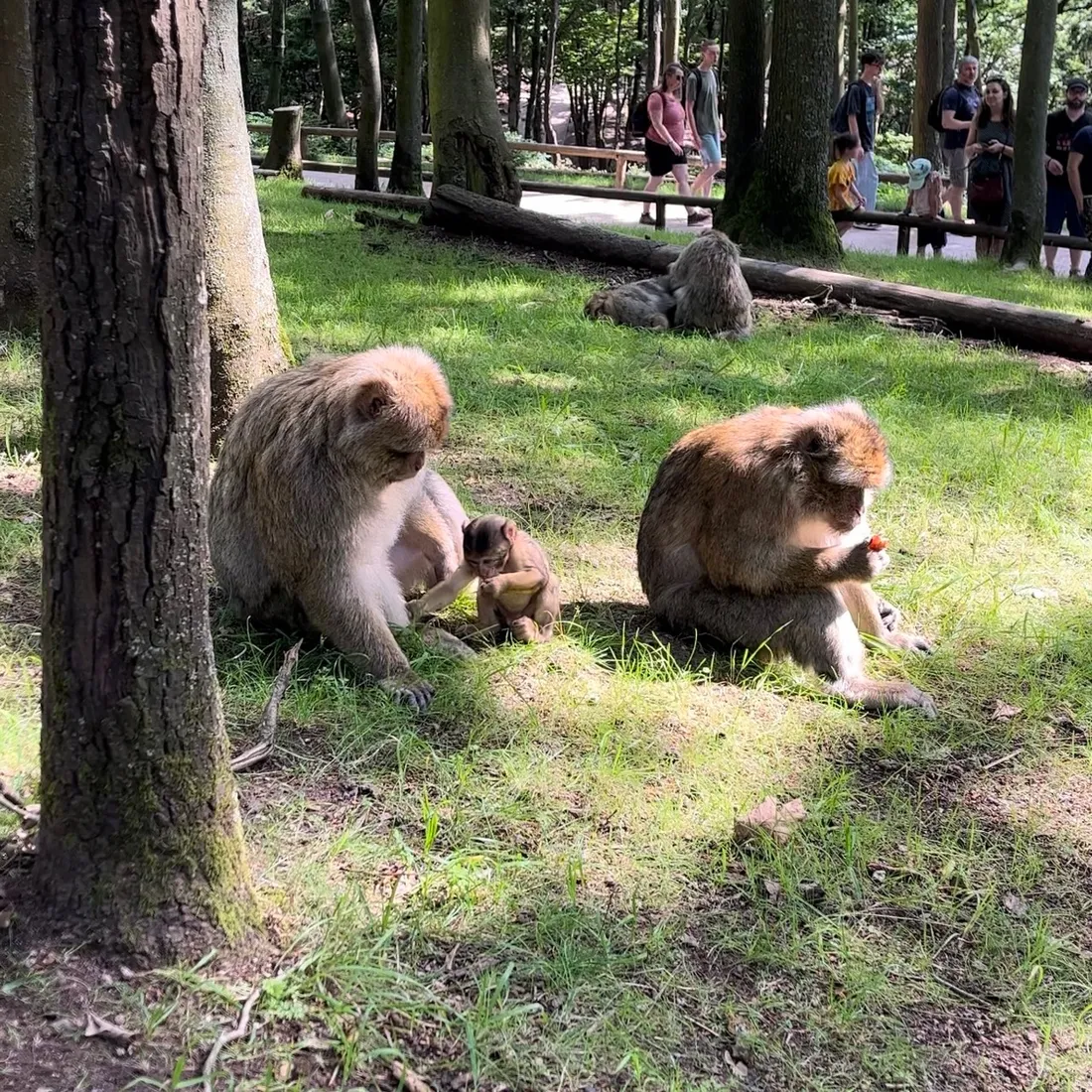 Un des 13 bébés magots du parc, aux côtés de son grand frère