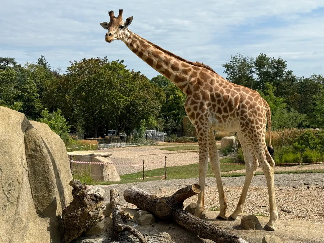 Trois girafes ont été accueillies au Zoo de Mulhouse