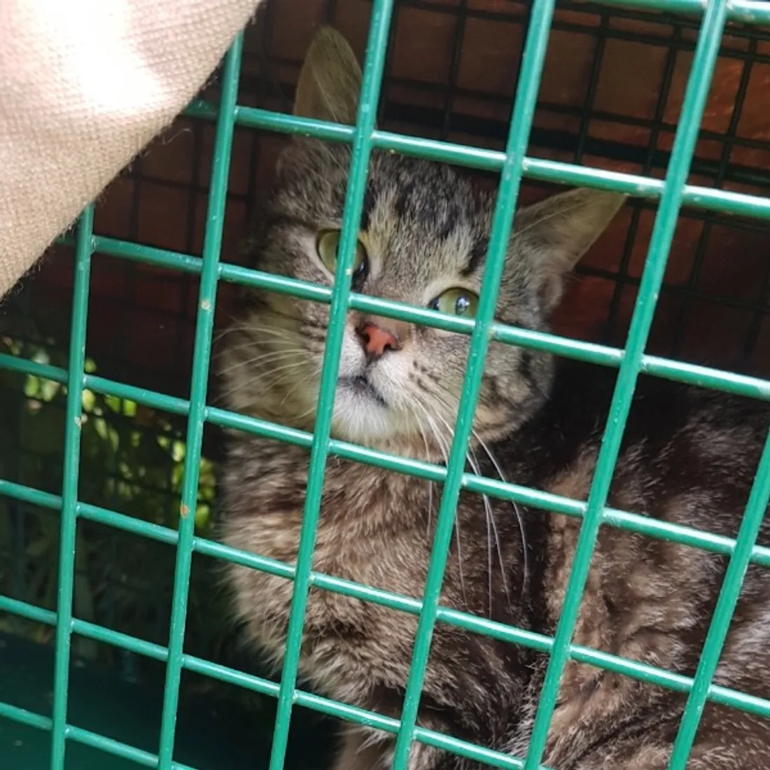 Les chats sont capturés, stérilisés et identifiés. 