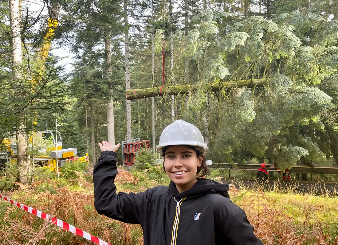 Découpe du sapin de Noël de Strasbourg dans la forêt domaniale de Champ
