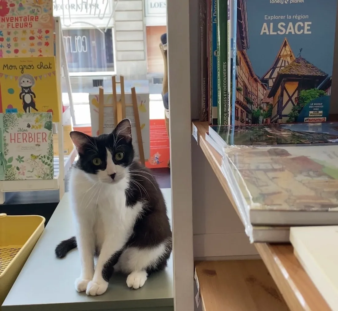 Gus, l'adorable maladroit de la librairie !