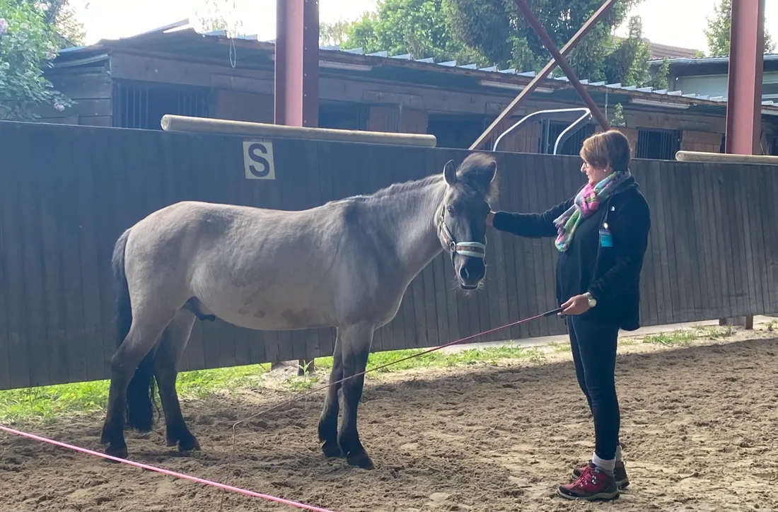   L'équicoaching est une pratique qui permet de travailler sur sa vie personnelle et professionnelle