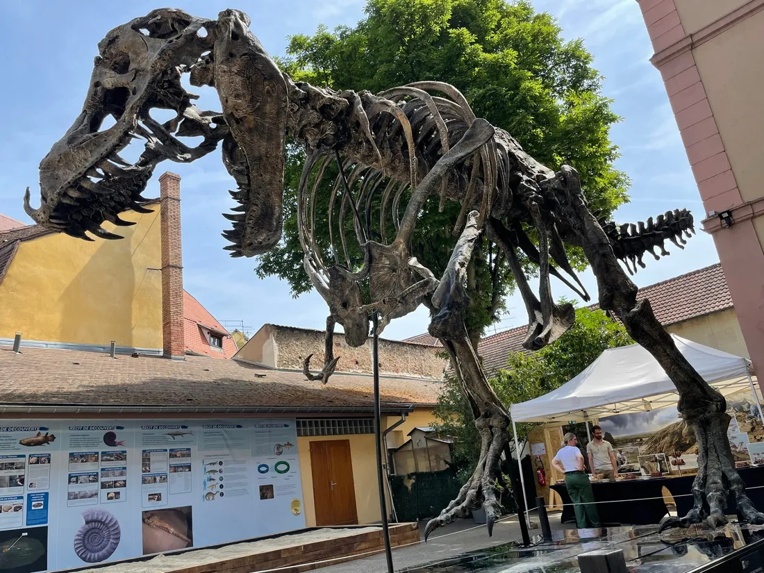 Stan, de son doux nom, est exposé à Colmar