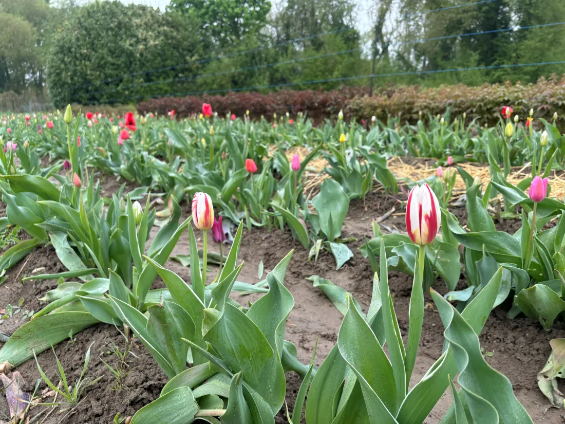 Vous pouvez cueillir vos fleurs à la Robertsau à Strasbourg !
