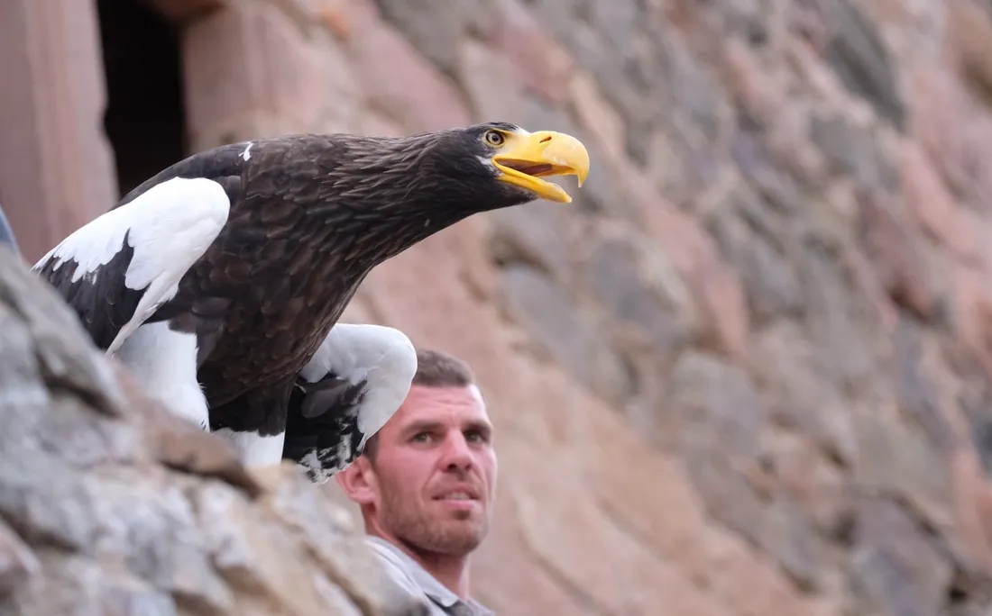 Anna l'aigle pygargue steller avec Alex son soigneur