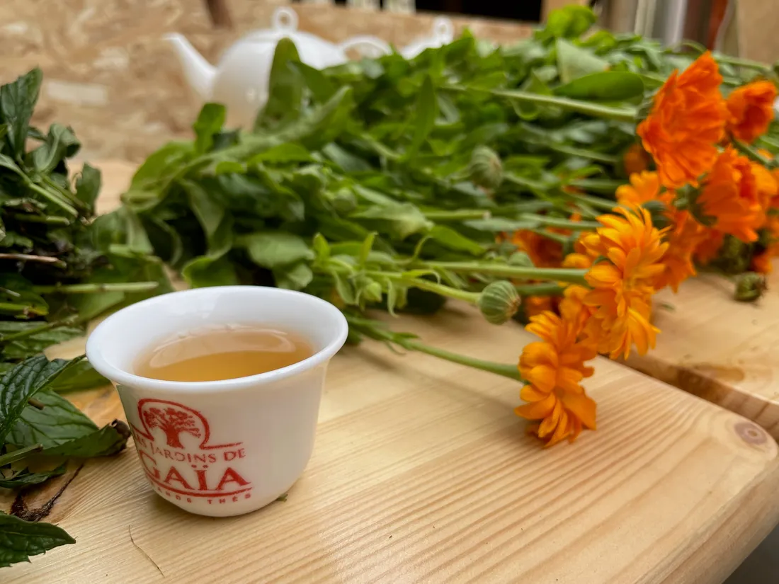 Désormais certaines plantes seront "made in Alsace" dans les tisanes des Jardins de Gaïa