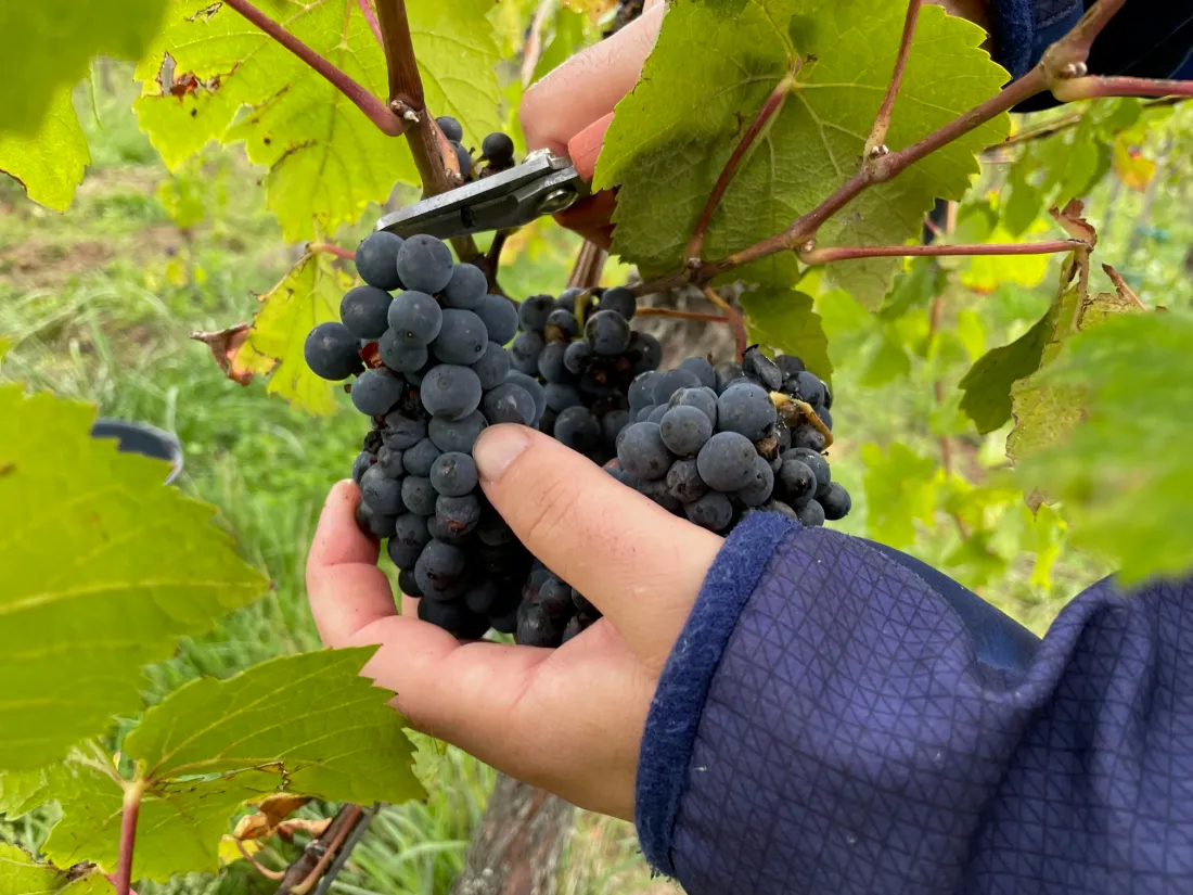 Les postes recherchés sont principalement des coupeurs