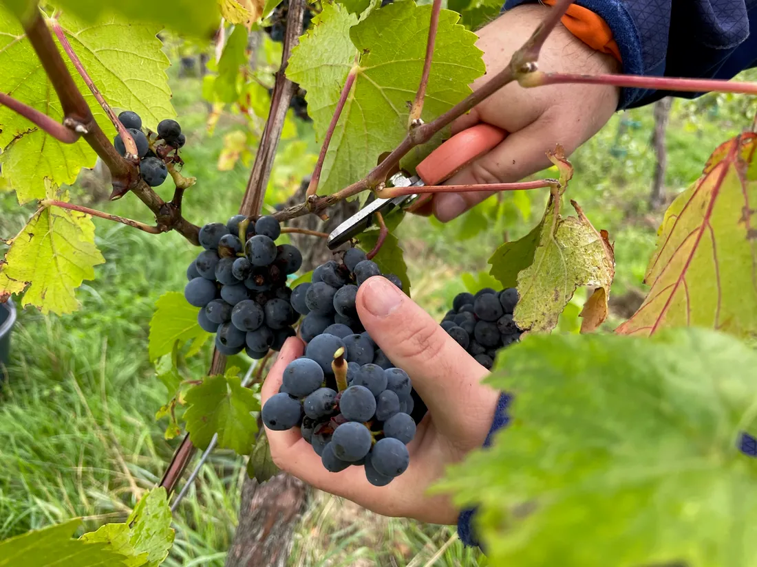 15 dimanches pour rencontre des vignerons dans toute l'Alsace