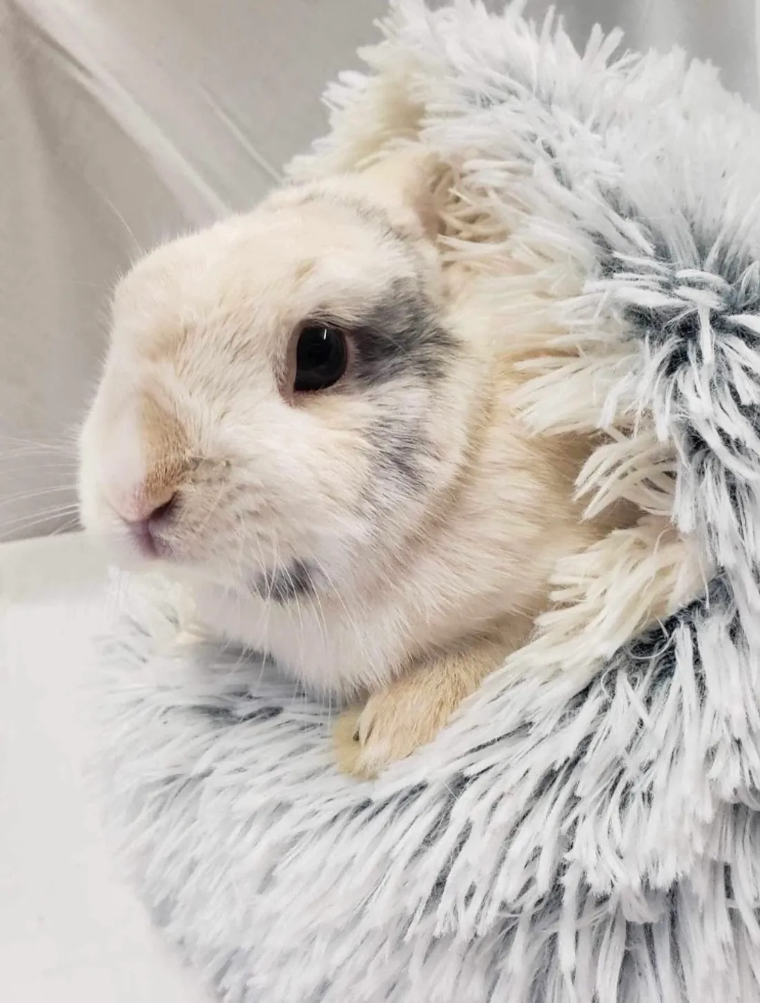 Kinthu cherche une nouvelle famille après avoir été retrouvé dans la rue