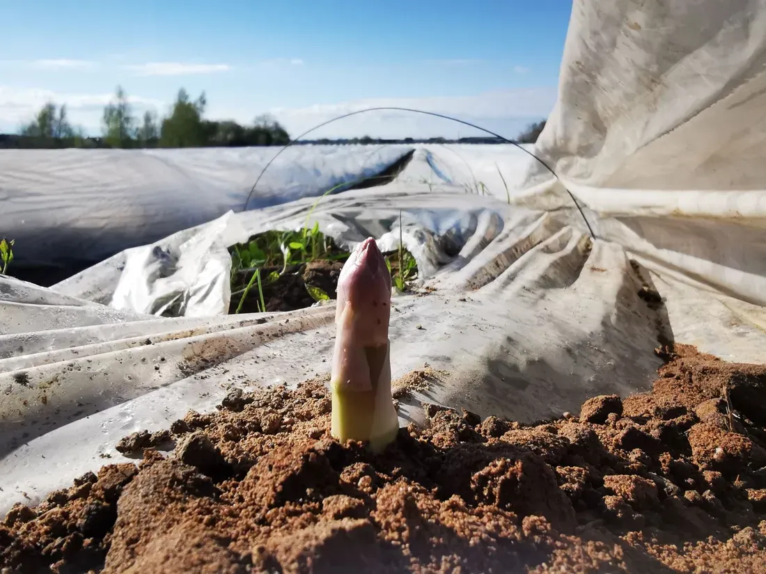 Le recrutement a débuté chez les producteurs d'asperges d'Alsace