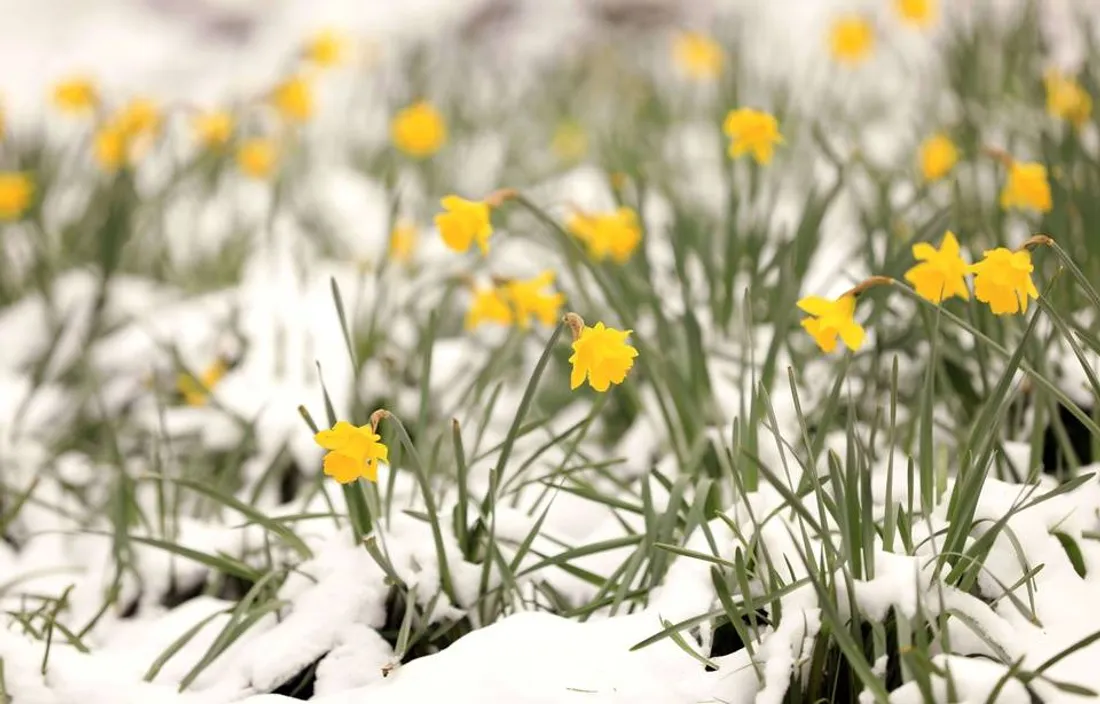 Le printemps et la neige ne font pas bon ménage