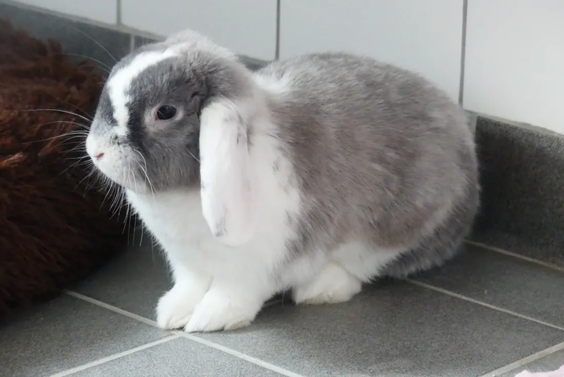 Belzebuth attend d'être adopté à la SPA de Colmar