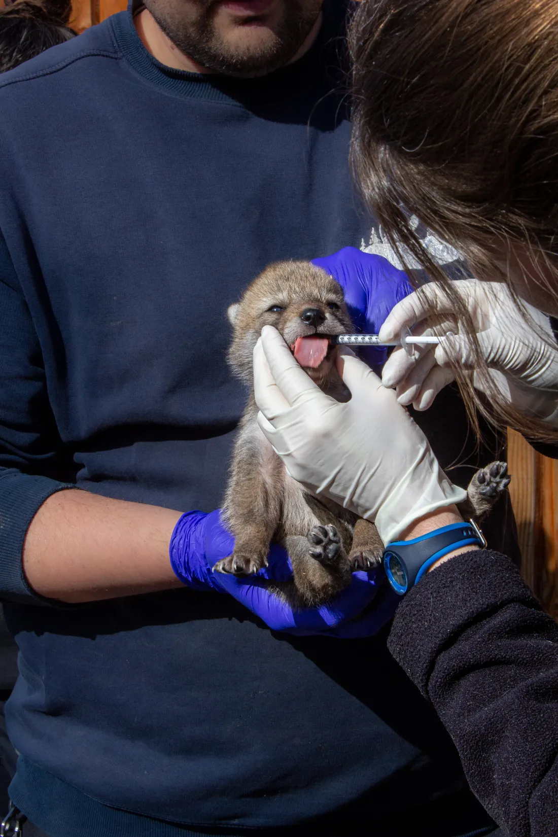 Malgré les réticences des jeunes coyotins, la visite médicale est un passage obligé.