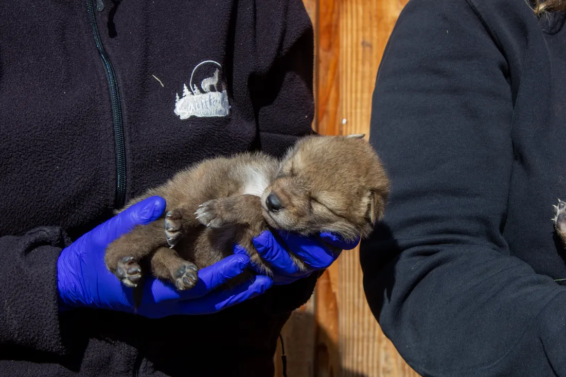 Après cet exercice épuisant, les chiots de coyotes peuvent se laisser aller.