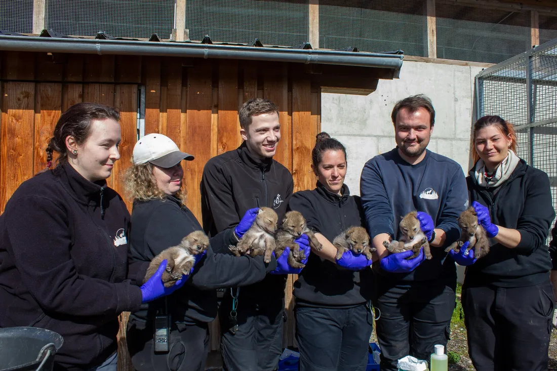 Les six coyotins présentés dans les bras de leurs soigneurs.