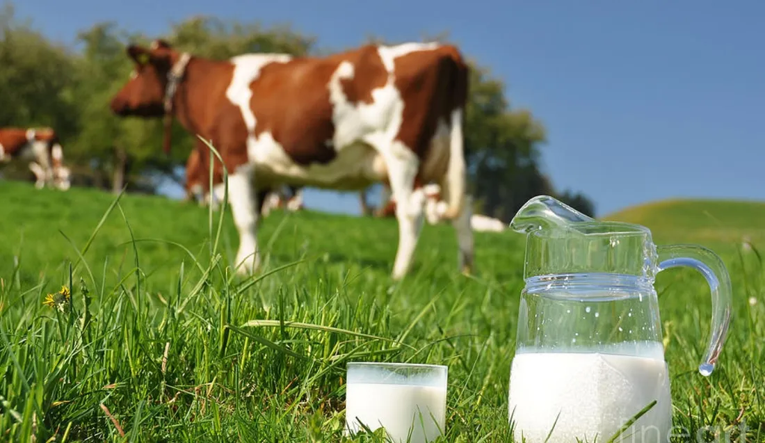 De la vache au verre de lait... dimanche à Mussig
