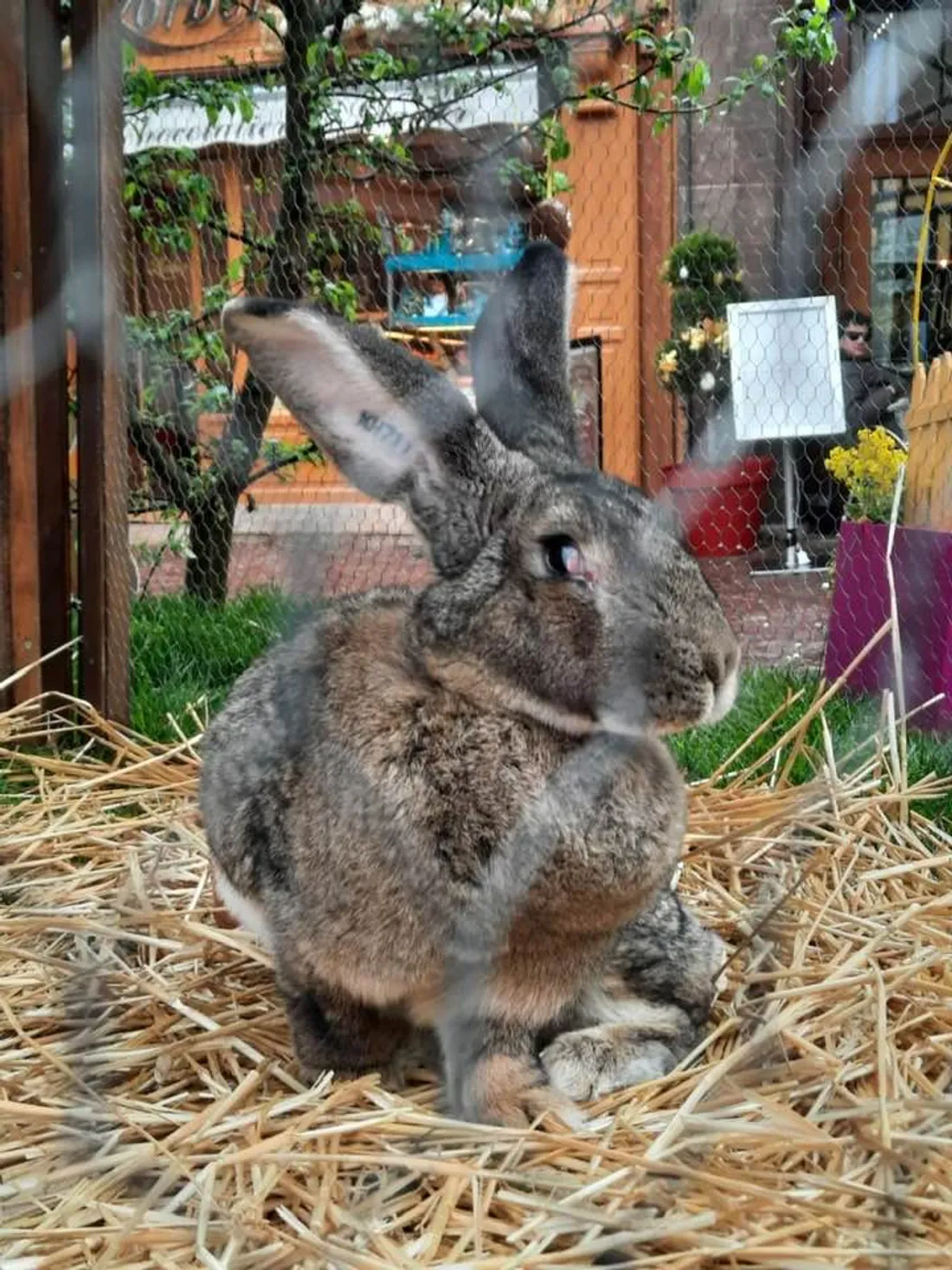 Qui a volé Schmoutzi la mascotte de Colmar ? 