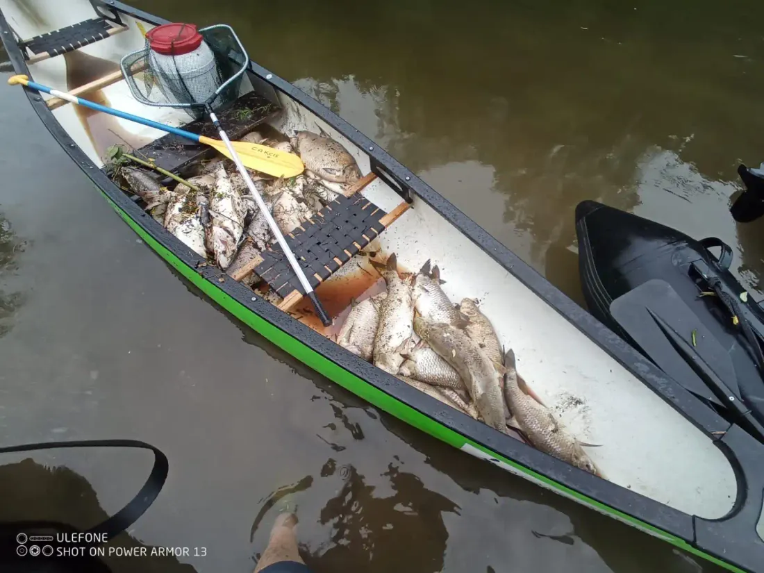 Des dizaines de personnes se sont mobilisées pour ramasser les poissons morts