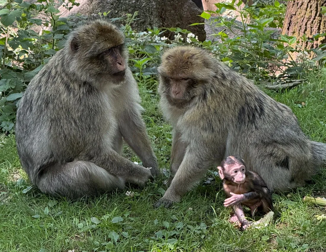 En moyenne, chaque année entre 10 et 15 bébés naissent à la Montagne des Singes.