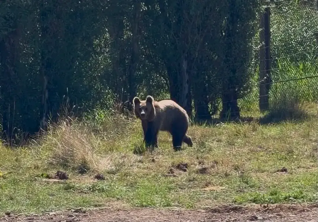 A la rencontre des nouveaux ours du Parc animalier de Sainte-Croix