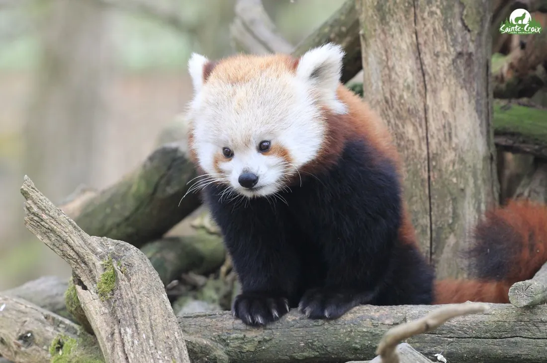 Zaya, nouvelle venue au parc de Sainte-Croix 
