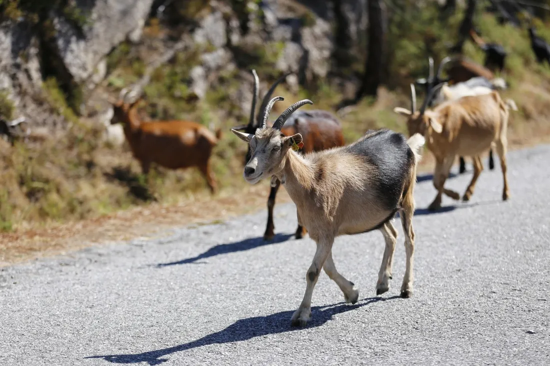 Des centres éducatifs sur la faune et la flore au Zoo de l'Orangerie dès 2027