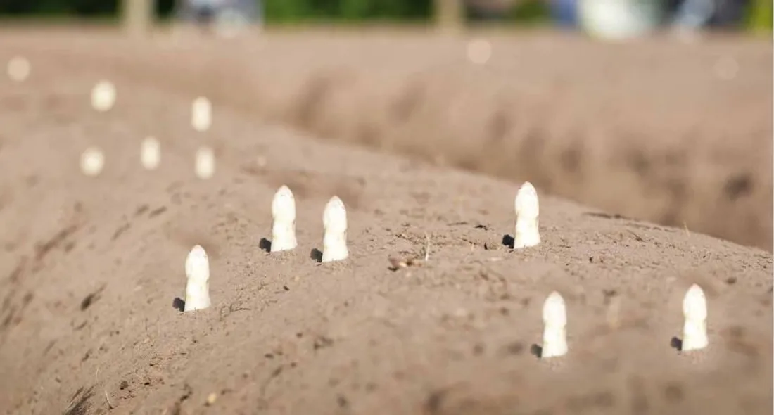 Lancement de la saison des asperges ce matin à Haguenau 
