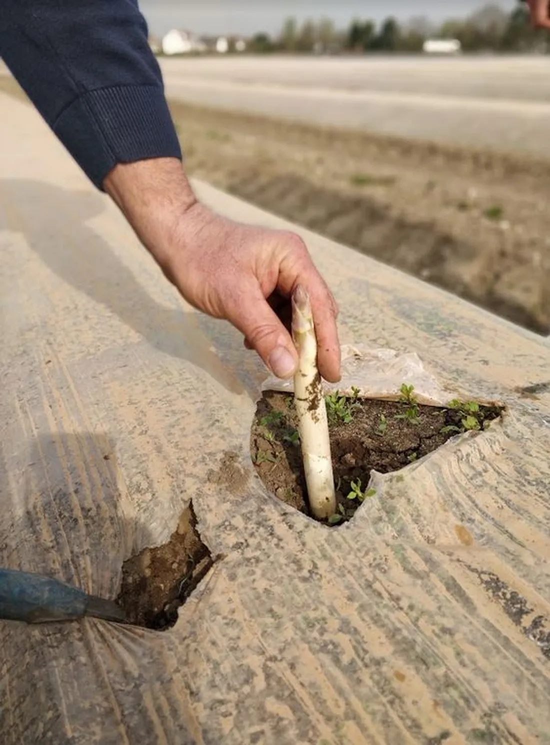 Sur l'exploitation de la ferme Krieger à Haguenau