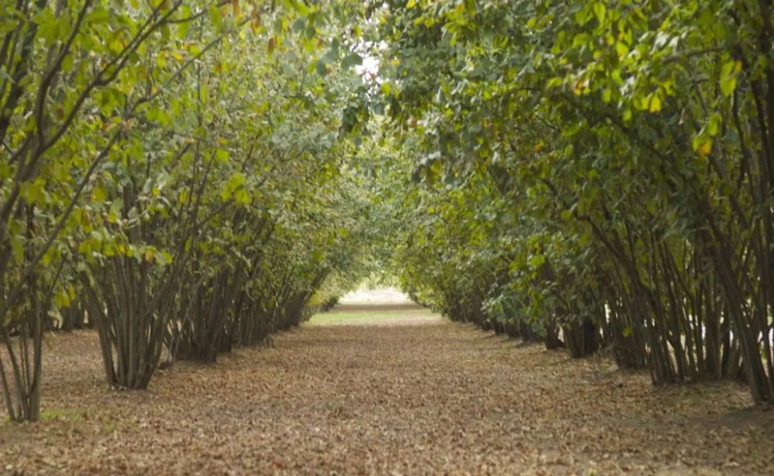 C'est le début de la saison des allergies, aux noisetiers notamment