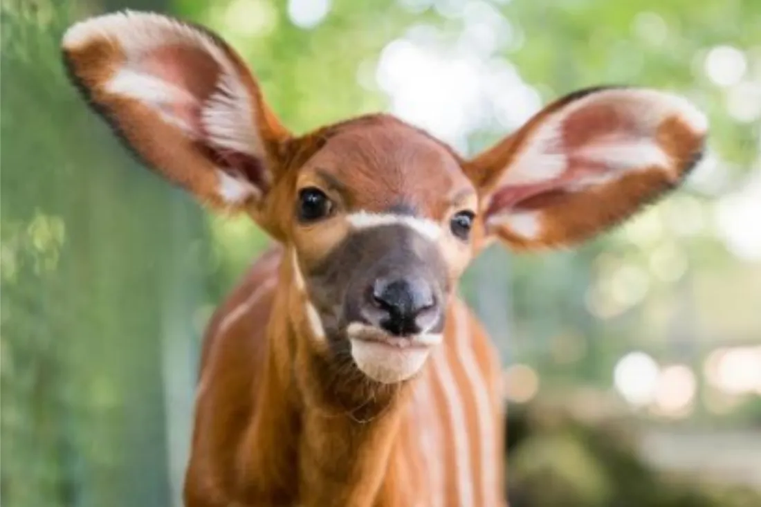 Première naissance d'un bongo au Zoo de Mulhouse