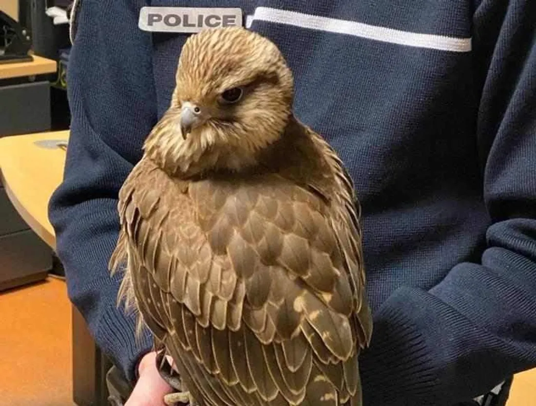 Au commissariat, le rapace devient la star avant l'arrivée de la fourrière animale