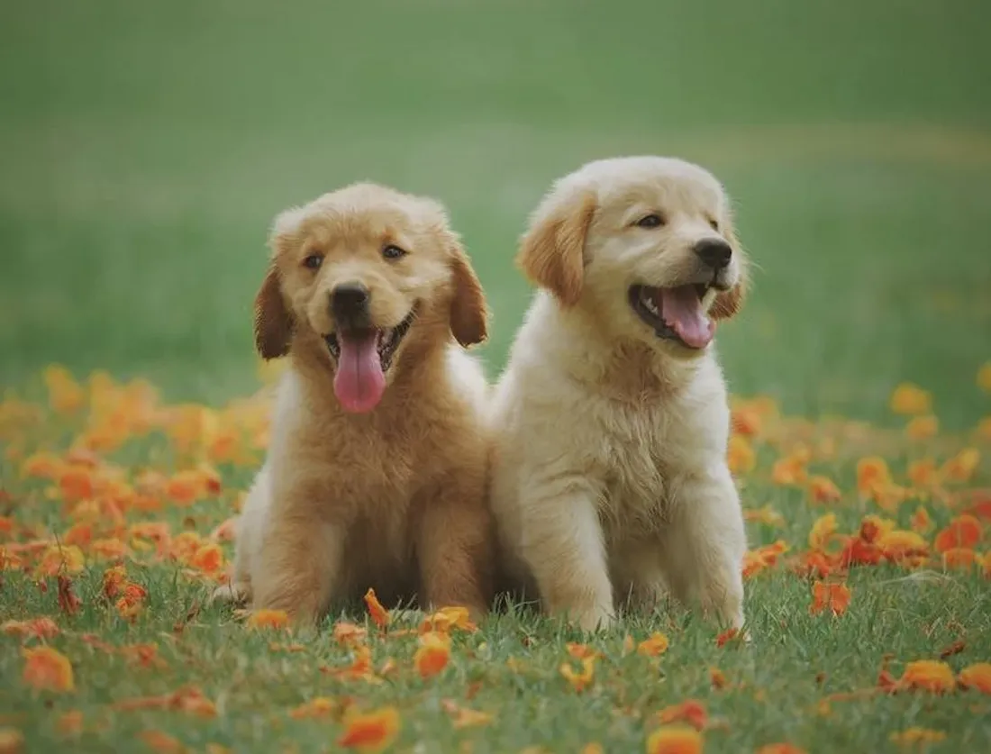 Campagne de la ville de Strasbourg "un animal n'est pas un jouet"