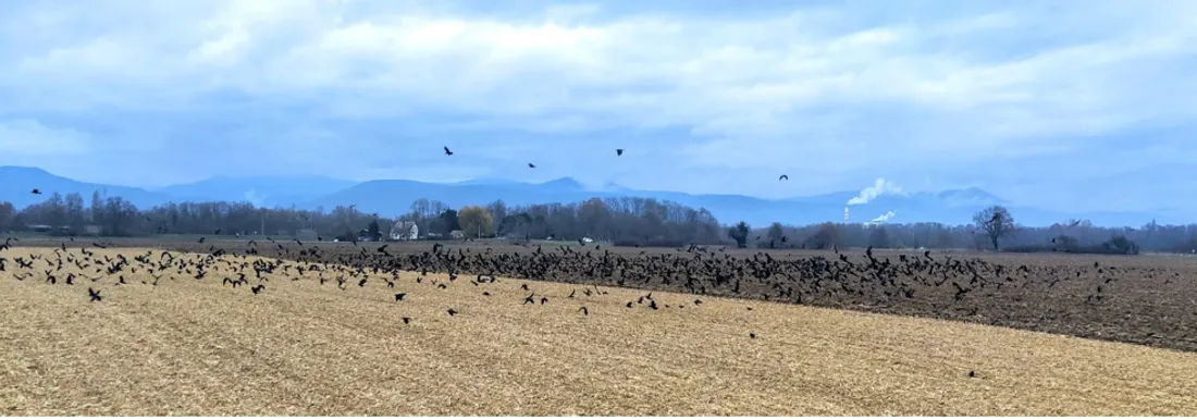 Les corbeaux dans un champ à la limite entre Colmar et Horbourg-Wihr 