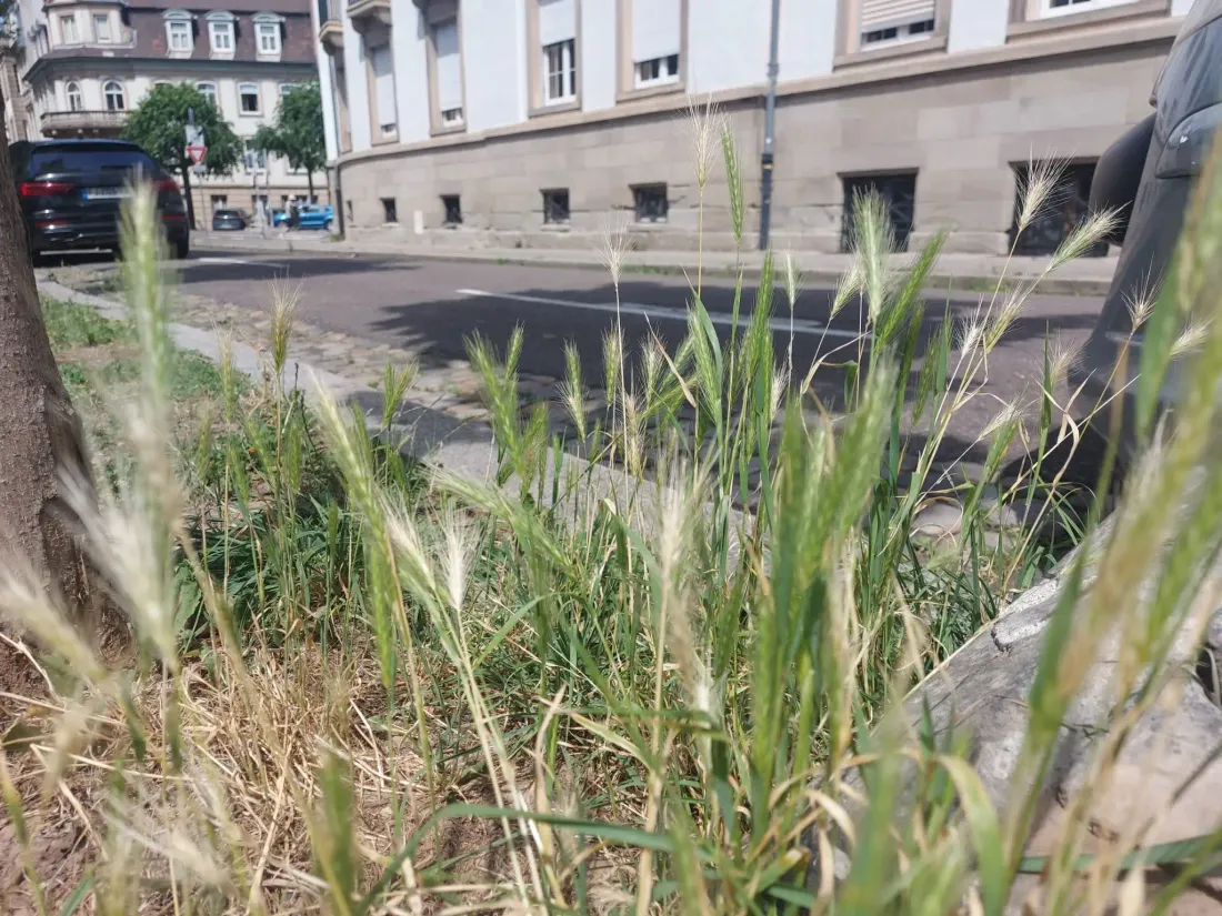 Les épillets un danger pour les animaux