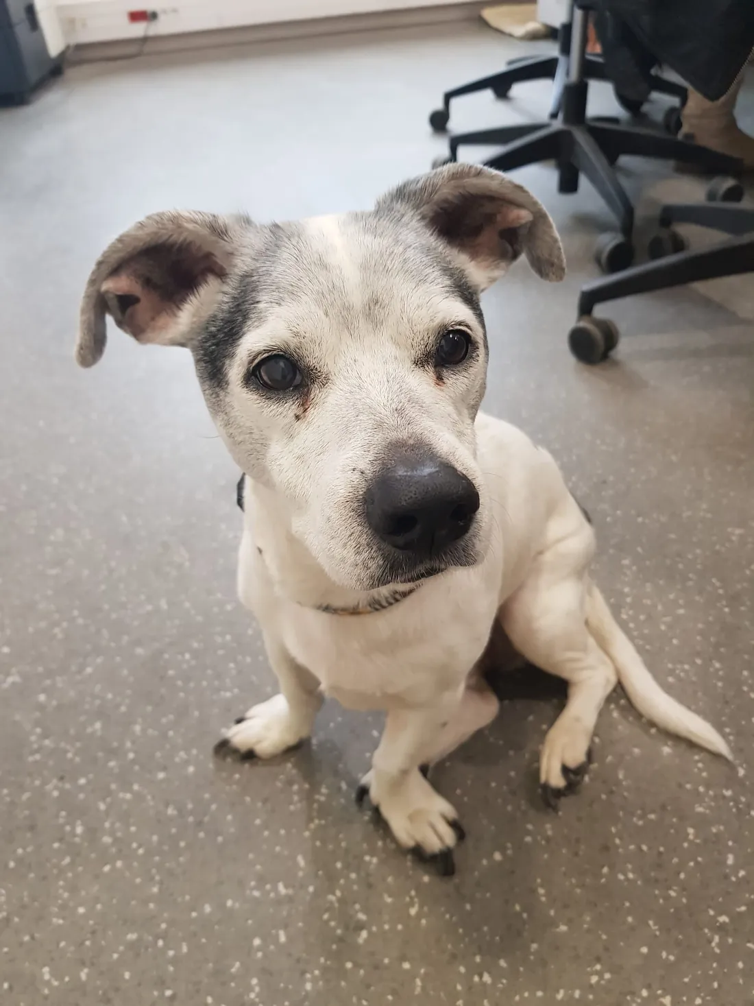 Filou est une boule d'amour