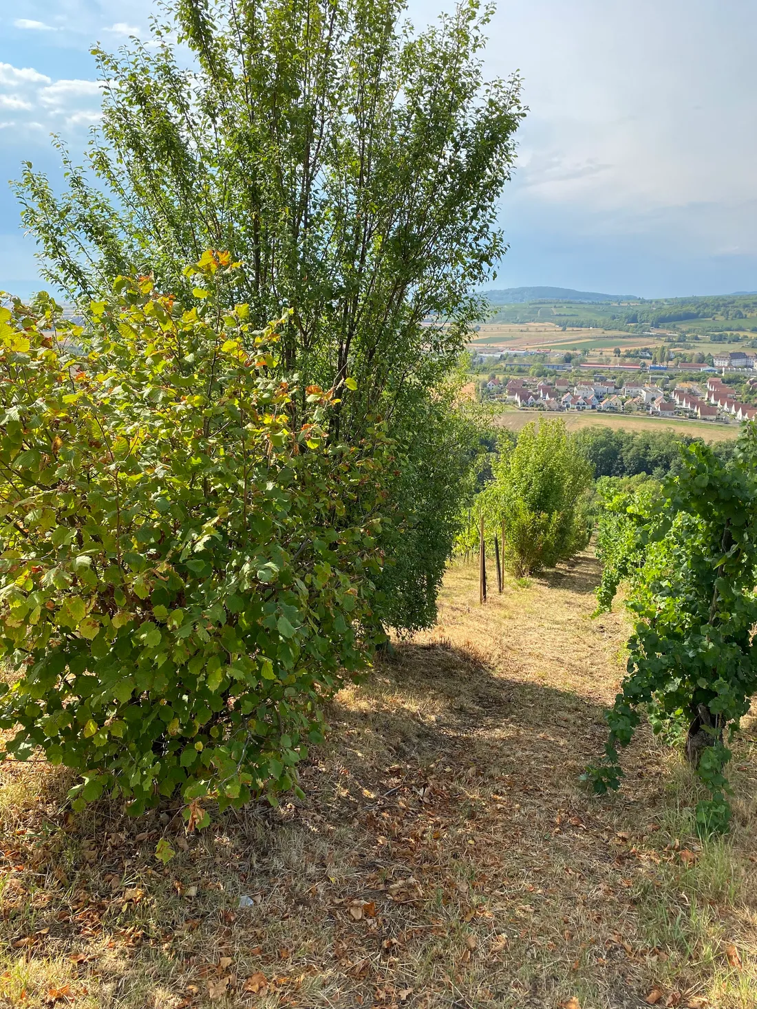 Haies Vives d'Alsace vignes