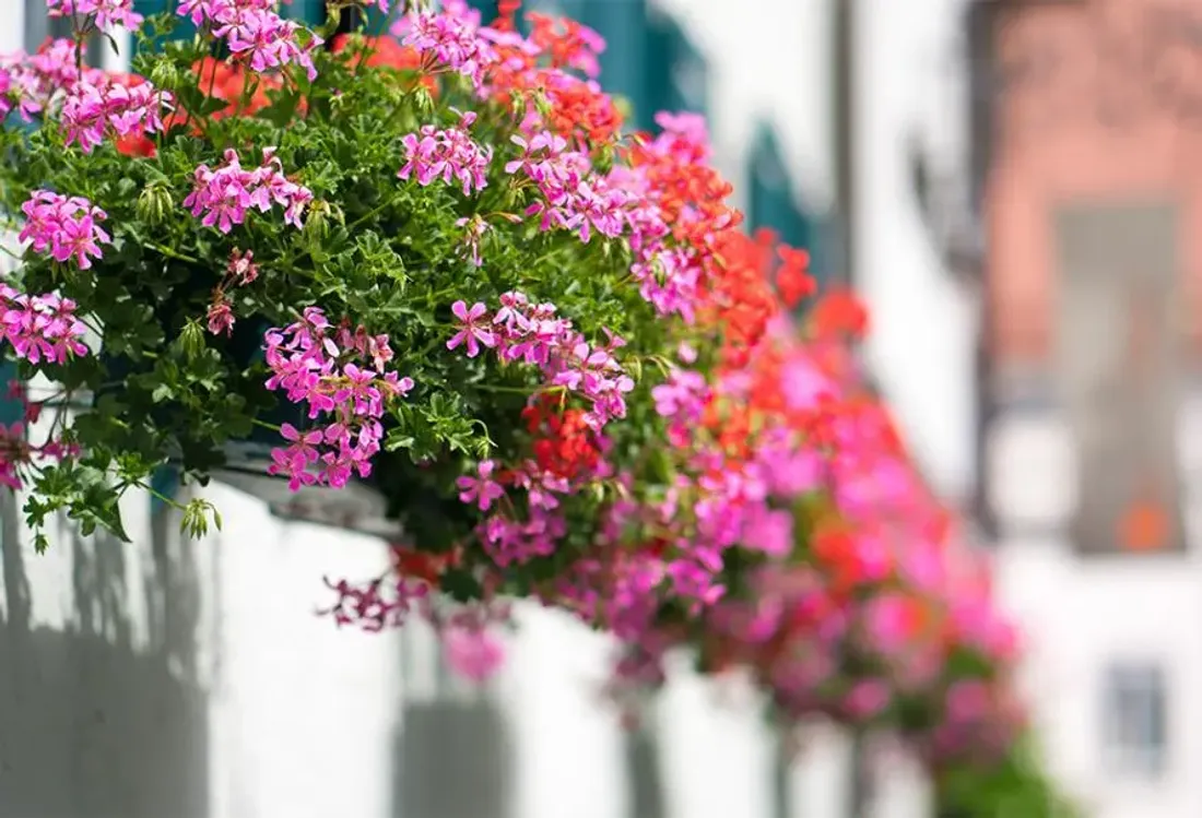 Le géranium, l'emblème de l'Alsace