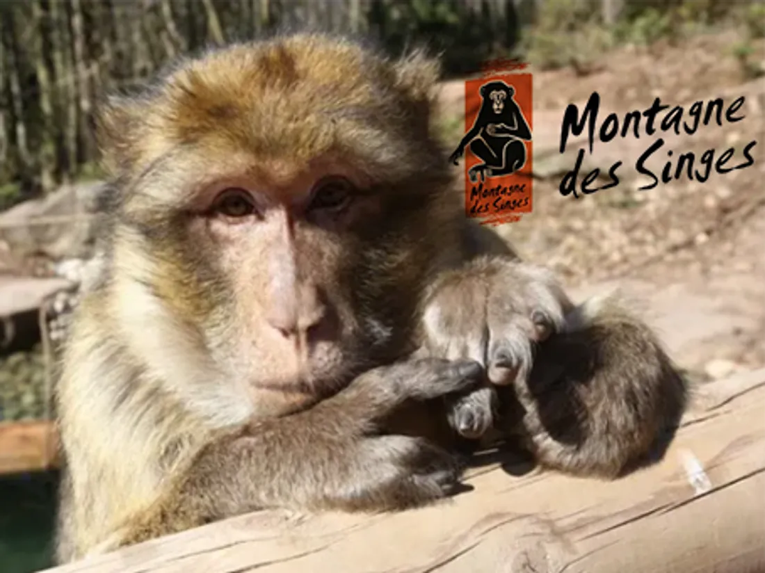 La Montagne des Singes à Kintzheim