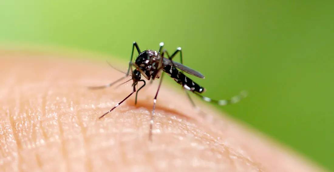 Luttons contre les moustiques maintenant pour sauver notre été