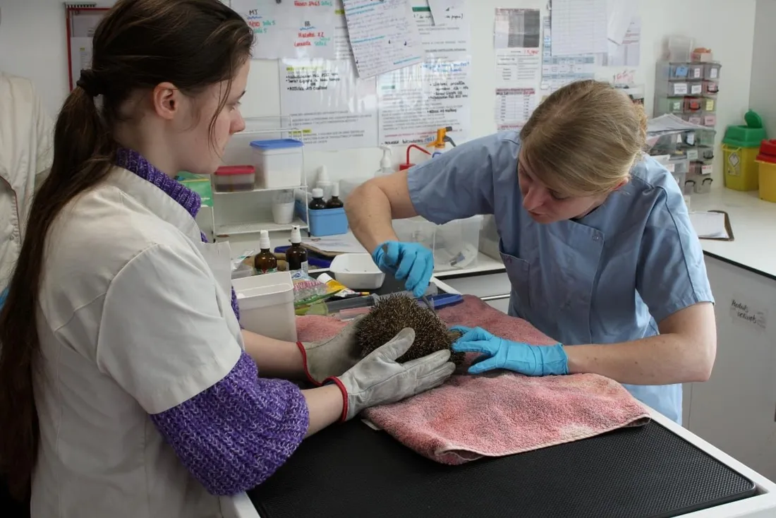 Le centre de soins de la LPO à Rosenwiller vient en aide à de nombreux hérissons.