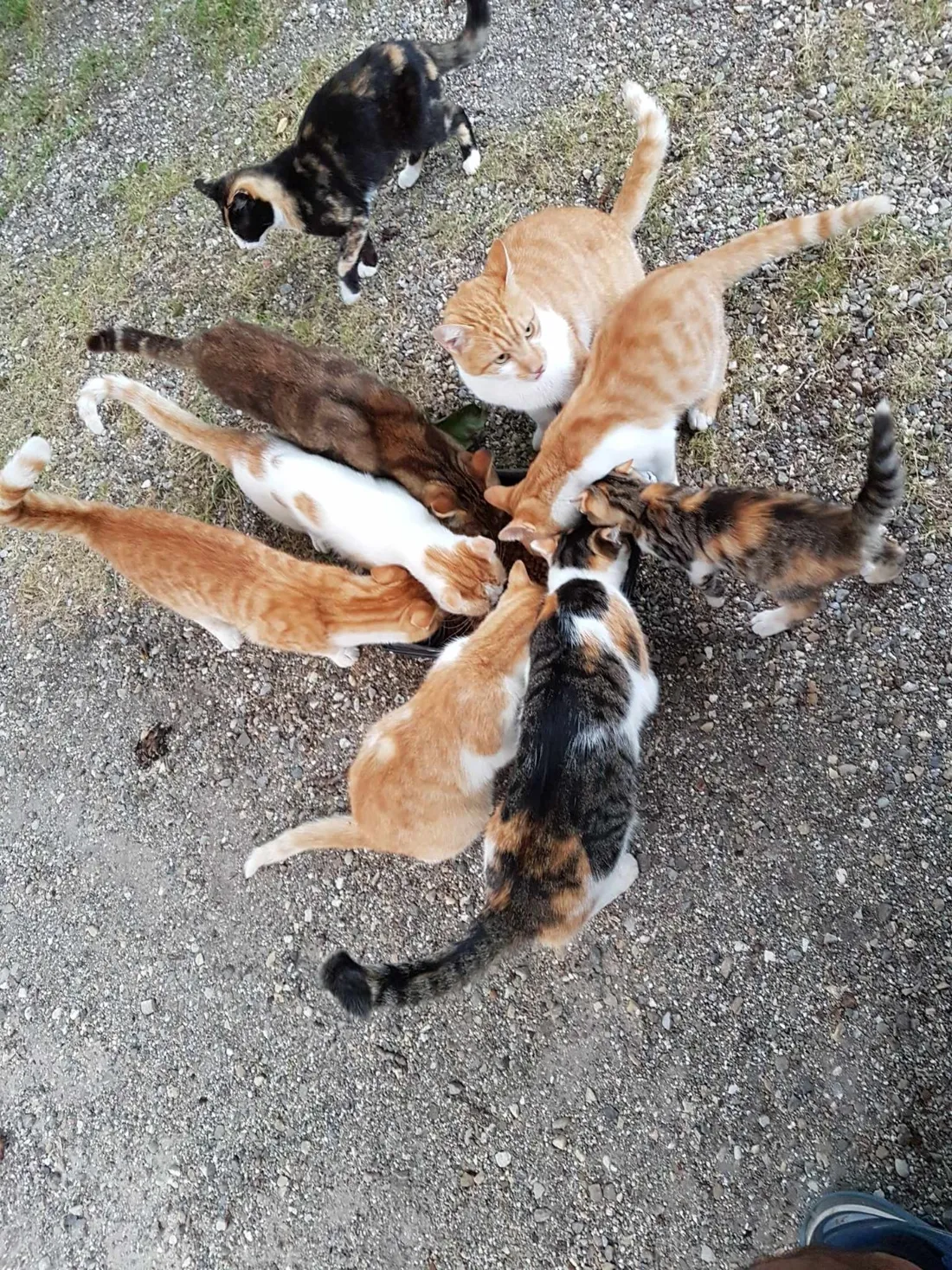 L'association nourrit actuellement 120 chats à Haguenau. 