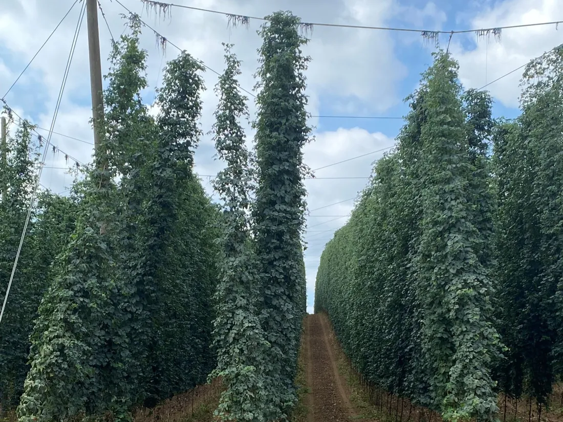 Sentier du houblon