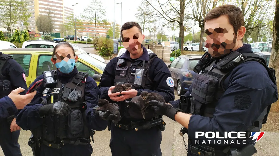 Les policiers ont découvert une portée de 4 chatons 